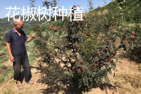 农村有什么赚钱的种植项目，多肉、花椒、猕猴桃等植物值得考虑