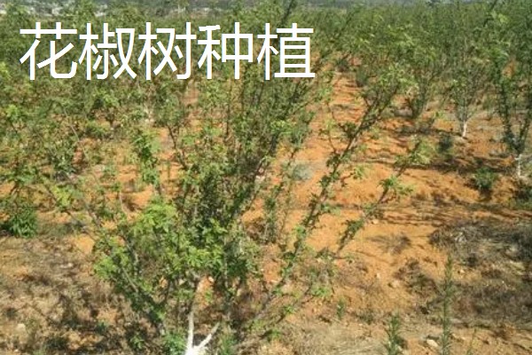 农村有什么赚钱的种植项目，多肉、花椒、猕猴桃等植物值得考虑