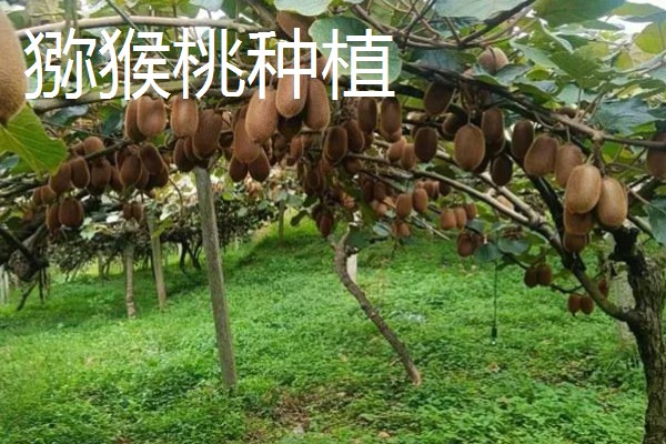 农村有什么赚钱的种植项目，多肉、花椒、猕猴桃等植物值得考虑