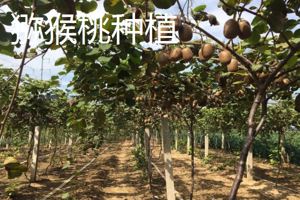 农村有什么赚钱的种植项目，多肉、花椒、猕猴桃等植物值得考虑