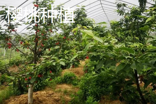 农村有什么赚钱的种植项目，多肉、花椒、猕猴桃等植物值得考虑