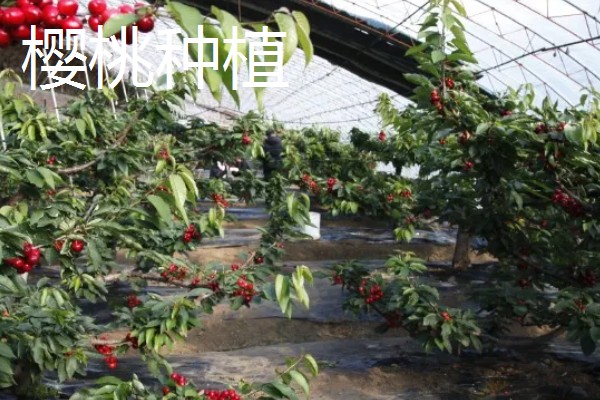 农村有什么赚钱的种植项目，多肉、花椒、猕猴桃等植物值得考虑