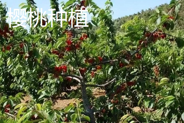 农村有什么赚钱的种植项目，多肉、花椒、猕猴桃等植物值得考虑