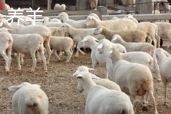 农村有什么赚钱的种植项目，多肉、花椒、猕猴桃等植物值得考虑