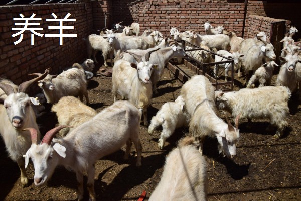 农村有什么赚钱的种植项目，多肉、花椒、猕猴桃等植物值得考虑