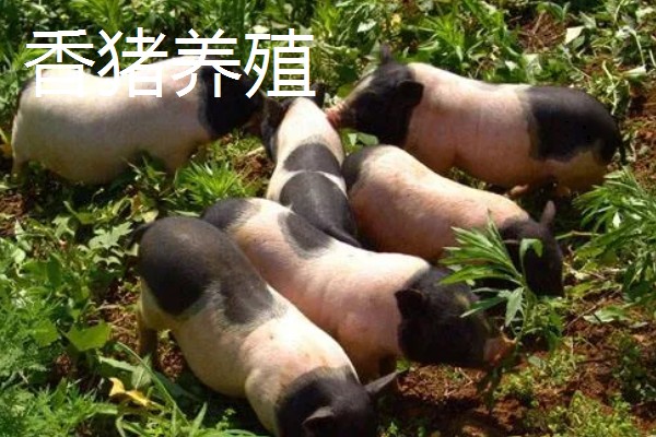 农村有什么赚钱的种植项目，多肉、花椒、猕猴桃等植物值得考虑