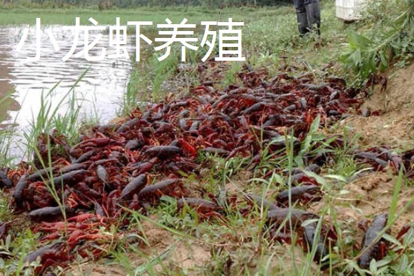 农村有什么赚钱的种植项目，多肉、花椒、猕猴桃等植物值得考虑