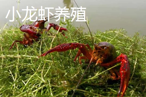 农村有什么赚钱的种植项目，多肉、花椒、猕猴桃等植物值得考虑