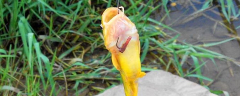 黄辣丁好不好钓，垂钓效果比较好