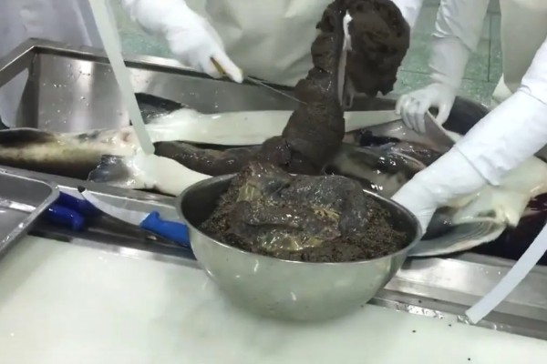 鲟鱼怎么处理,敲晕后放入热水中等鱼鳞竖起再刮鳞