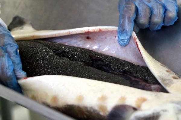 鲟鱼怎么处理,敲晕后放入热水中等鱼鳞竖起再刮鳞