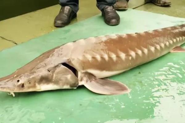 鲟鱼怎么处理,敲晕后放入热水中等鱼鳞竖起再刮鳞