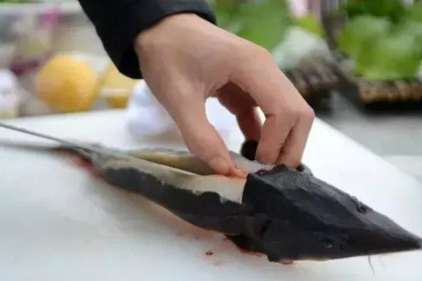 鲟鱼怎么处理,敲晕后放入热水中等鱼鳞竖起再刮鳞