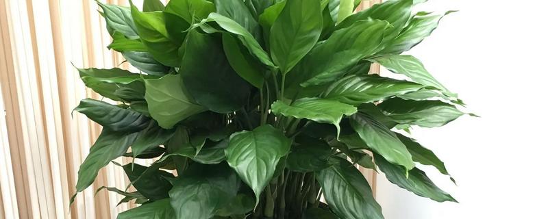 盆栽万年青的养殖方法，喜欢半阴的生长条件