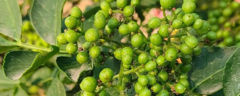 花椒介壳虫的危害，主要危害花椒的嫩芽