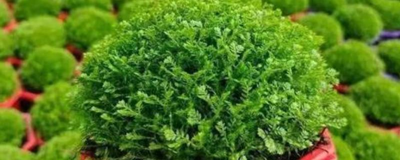 怎么养殖幸福草，根据土壤的干湿度去浇水