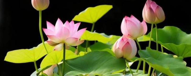 怎么养殖盆栽荷花，水量需超过土面2-3厘米