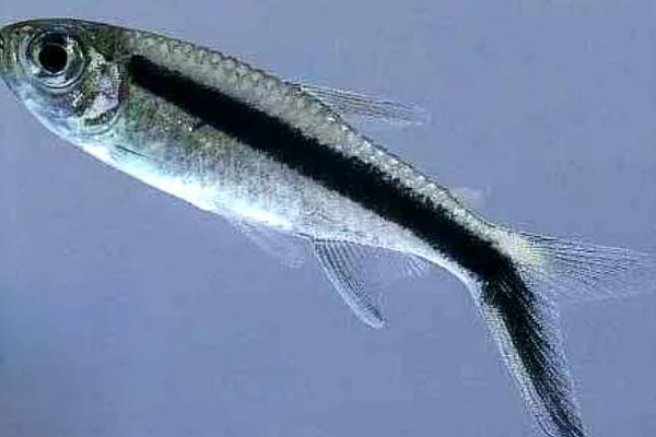 大企鹅灯鱼好不好养，有一定的饲养难度