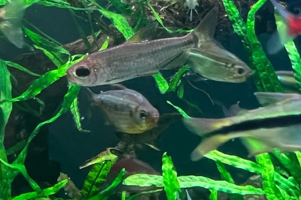 大企鹅灯鱼好不好养，有一定的饲养难度