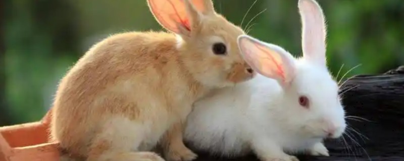 兔子牙齿咬合不正的危害，会引起咀嚼困难、食欲下降等