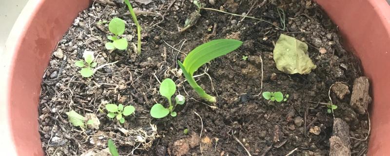 香雪兰种球如何种植，通常是在秋季进行栽种