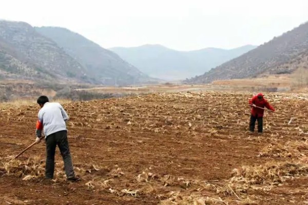 整地要注意什么，田洼地和粘土地适合秋翻