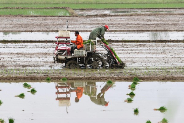 整地要注意什么，田洼地和粘土地适合秋翻