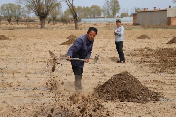 整地要注意什么，田洼地和粘土地适合秋翻