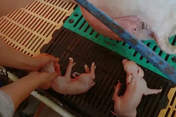 仔猪拉黑稀如何解决，在饲料中添加益生菌有助于消化