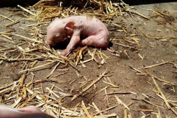 仔猪拉黑稀如何解决，在饲料中添加益生菌有助于消化