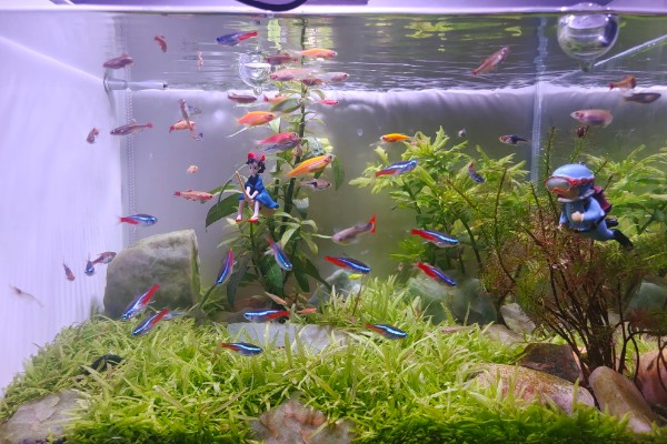 冬天鱼缸水温是多少,将温度保持在15℃以上