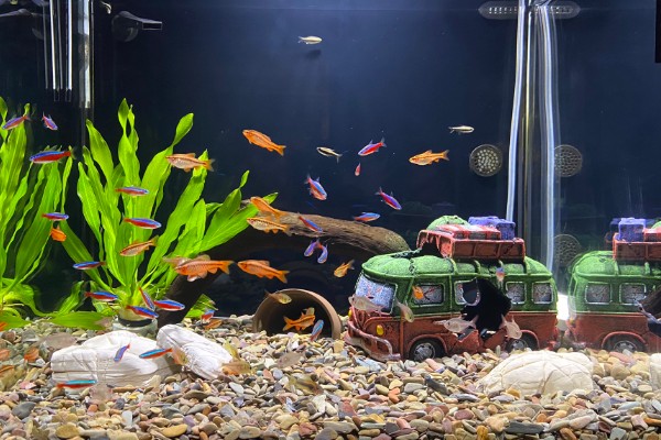 冬天鱼缸水温是多少,将温度保持在15℃以上