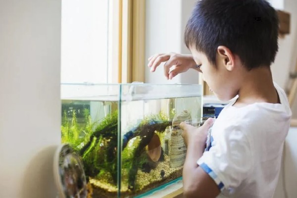 冬天鱼缸水温是多少,将温度保持在15℃以上