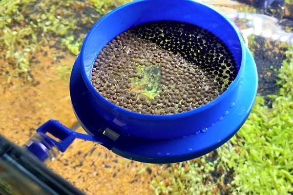 冬天鱼缸水温是多少,将温度保持在15℃以上