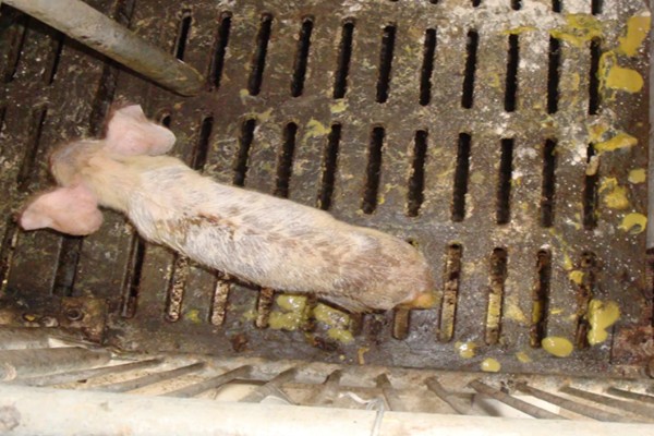 仔猪拉黑稀如何解决，在饲料中添加益生菌有助于消化