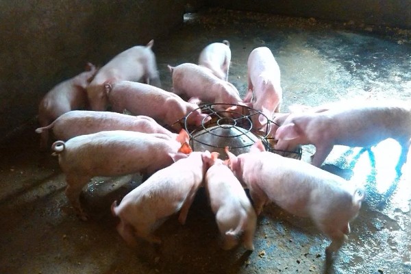 仔猪拉黑稀如何解决，在饲料中添加益生菌有助于消化