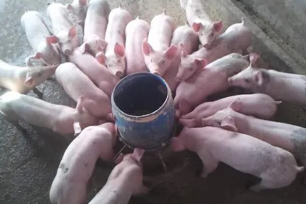 仔猪拉黑稀如何解决，在饲料中添加益生菌有助于消化