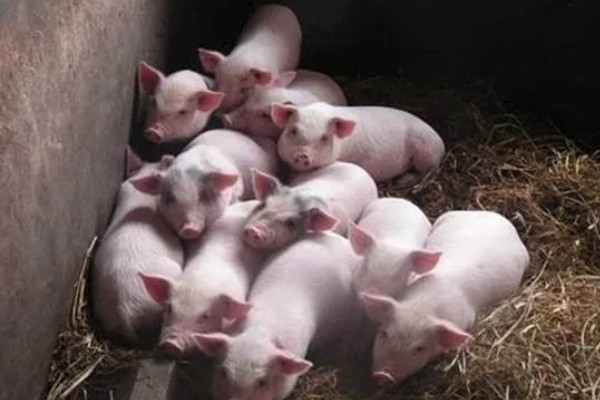 仔猪拉黑稀如何解决，在饲料中添加益生菌有助于消化