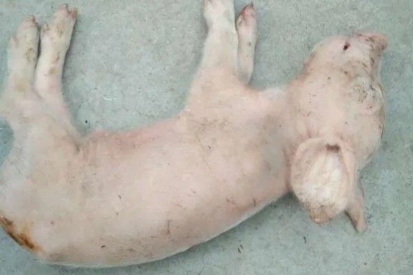 仔猪拉黑稀如何解决，在饲料中添加益生菌有助于消化