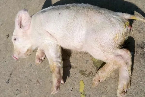 仔猪拉黑稀如何解决，在饲料中添加益生菌有助于消化