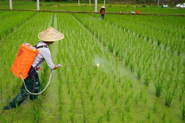 氰氟草酯苗床的使用方法，针对不同作物的使用方法不同