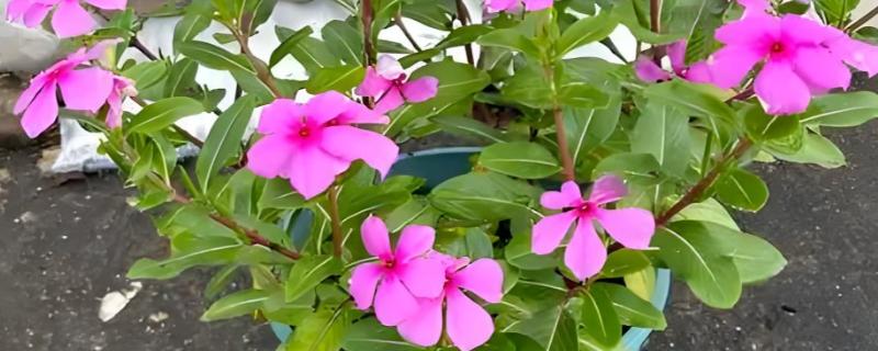 花期长的花有哪些，有三角梅、长春花等