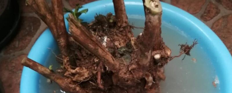 生根粉泡久了植物会死亡吗，植株会由于发生药害而死亡