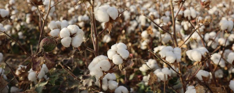 棉花有什么用途，主要有以下10种作用