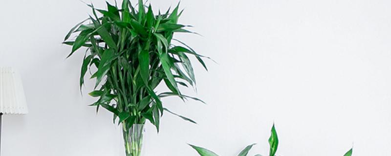 为什么水培富贵竹叶子老黄，可能是水质浑浊所致