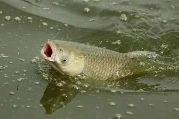 钓草鱼饵料配方，推荐以下4种
