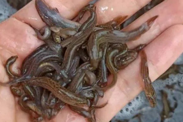 泥鳅苗怎么养殖，每隔3天换一次水