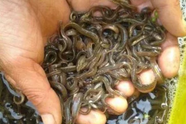 泥鳅苗怎么养殖，每隔3天换一次水