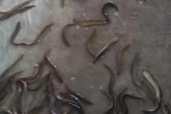 泥鳅苗怎么养殖，每隔3天换一次水