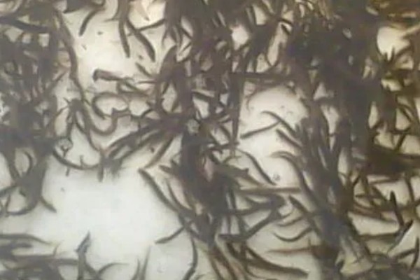 泥鳅苗怎么养殖，每隔3天换一次水